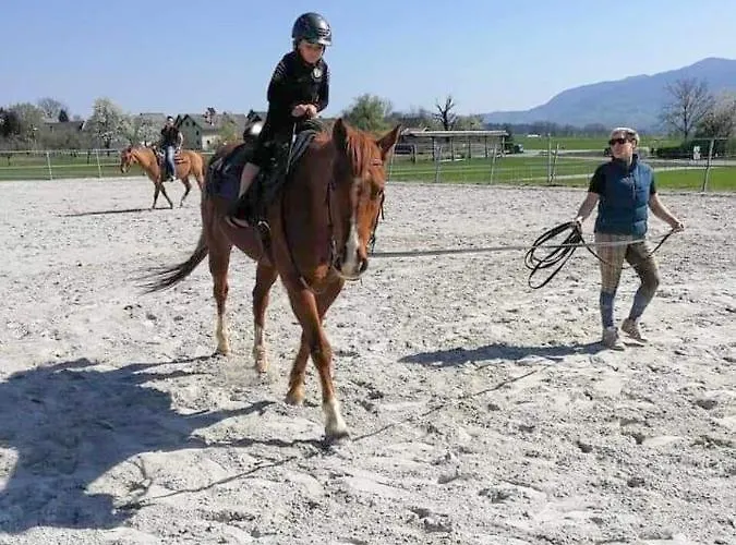 Apartmaji Brsca 公寓 *